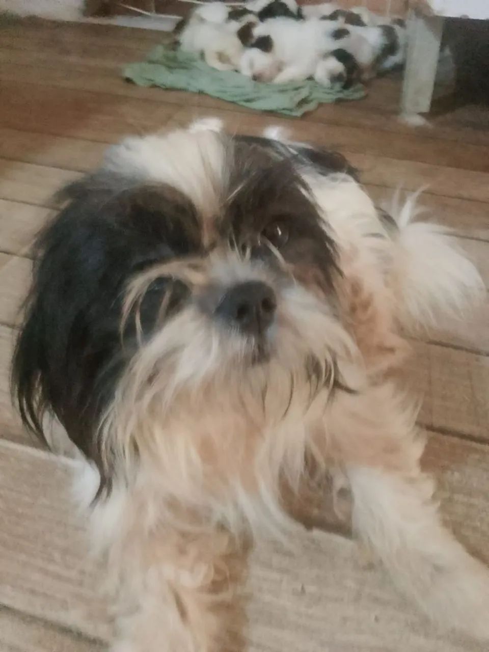 Shitzu  - Foto 2