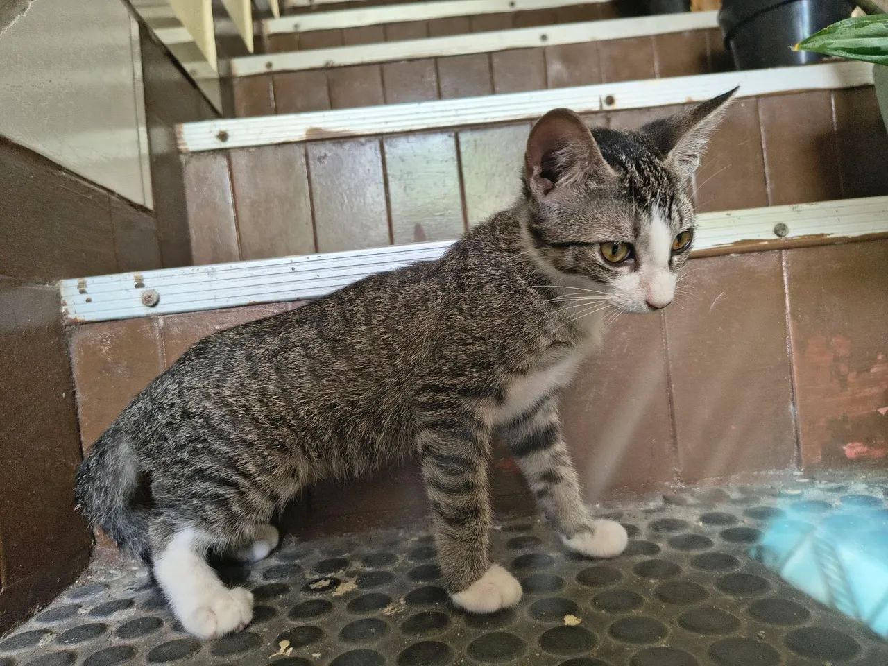 Adoção responsável - gatinha - Foto 4