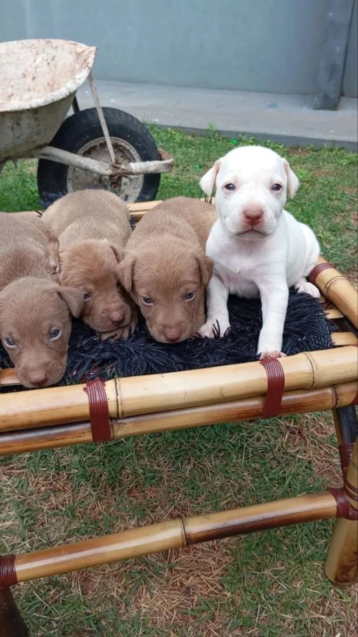 Doação Filhotes de cachorro mistura com pitbull
