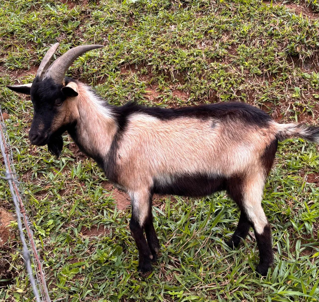 Cabrito