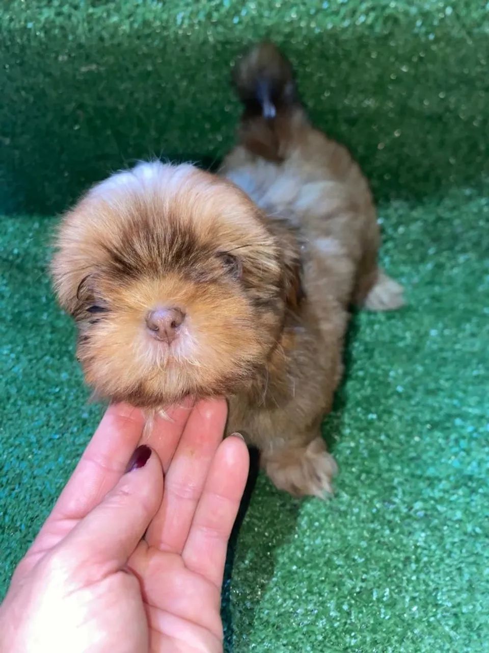 Shihtzu macho figado - Foto 2