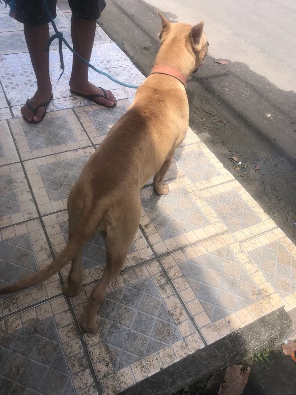 Cachorra  - Foto 5