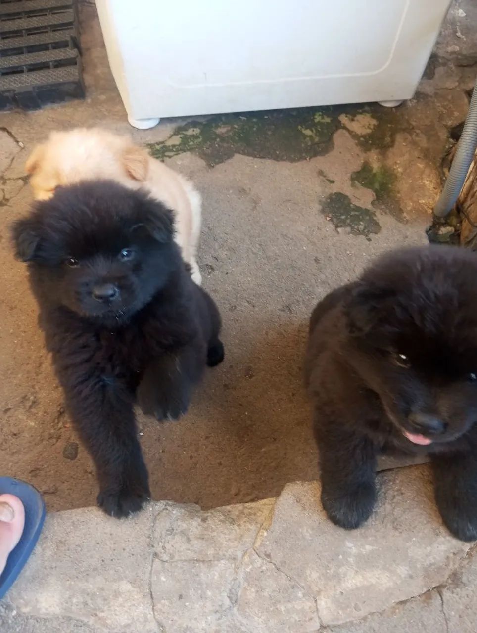 Chow chow filhote  - Foto 2
