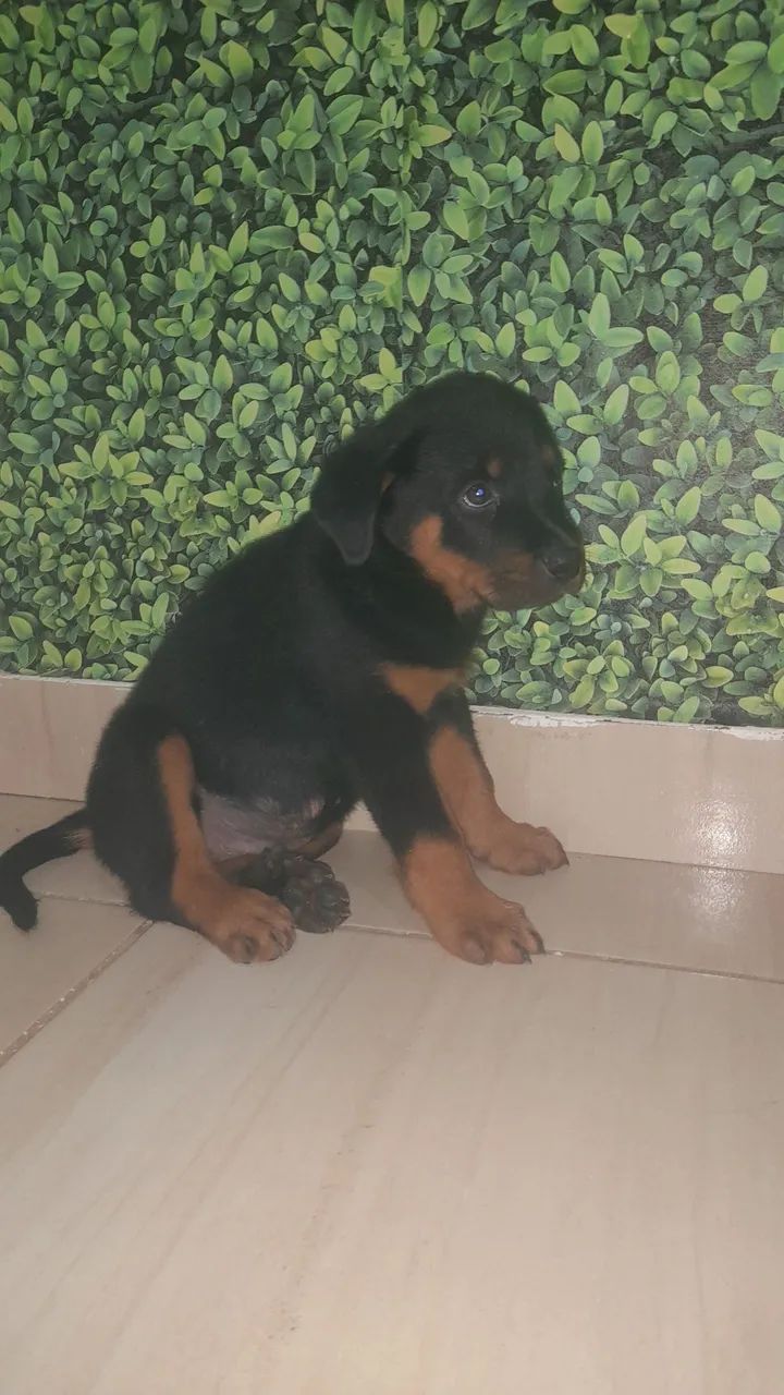 Cachorro 
