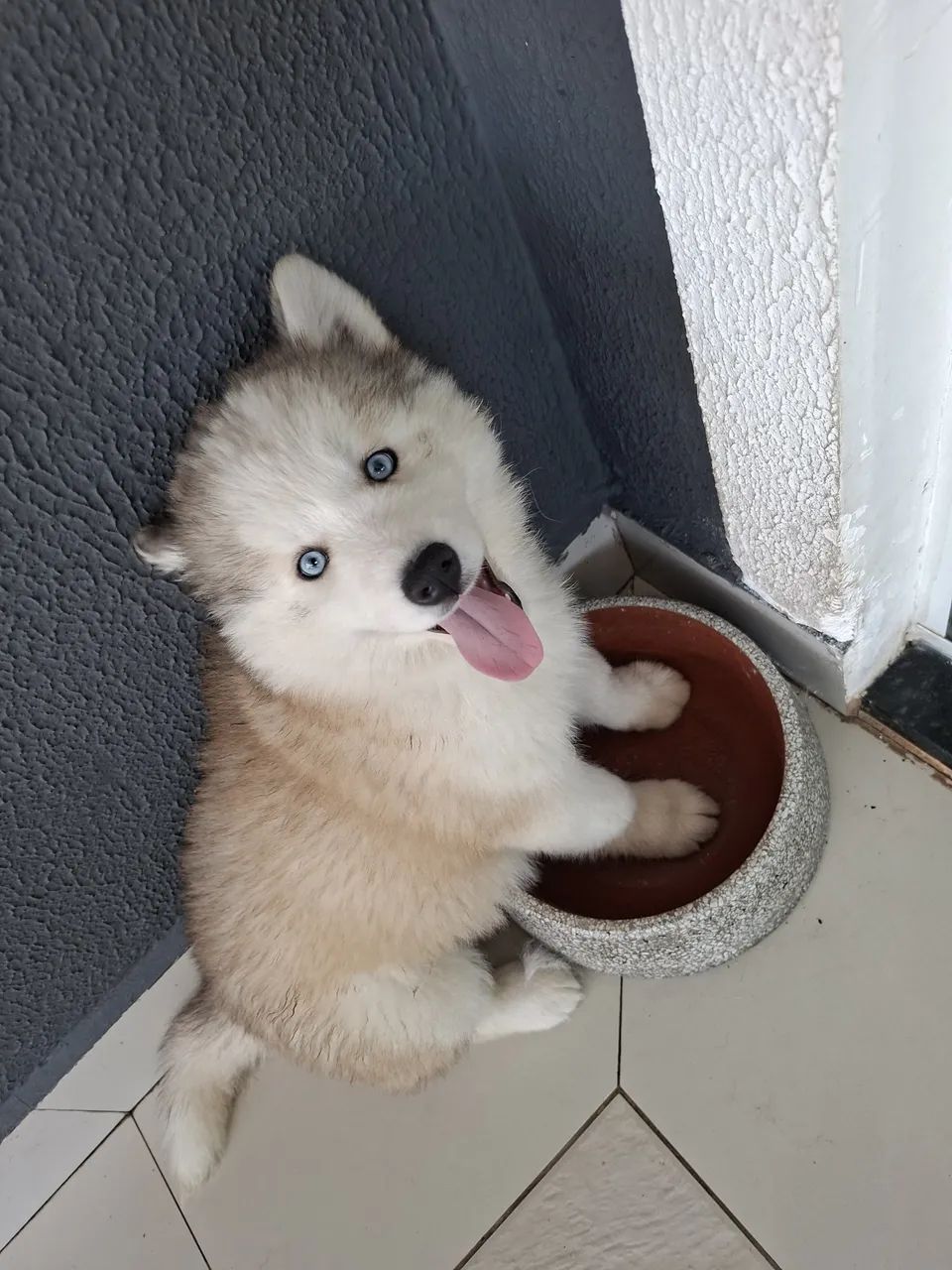 Filhotes de Husky 