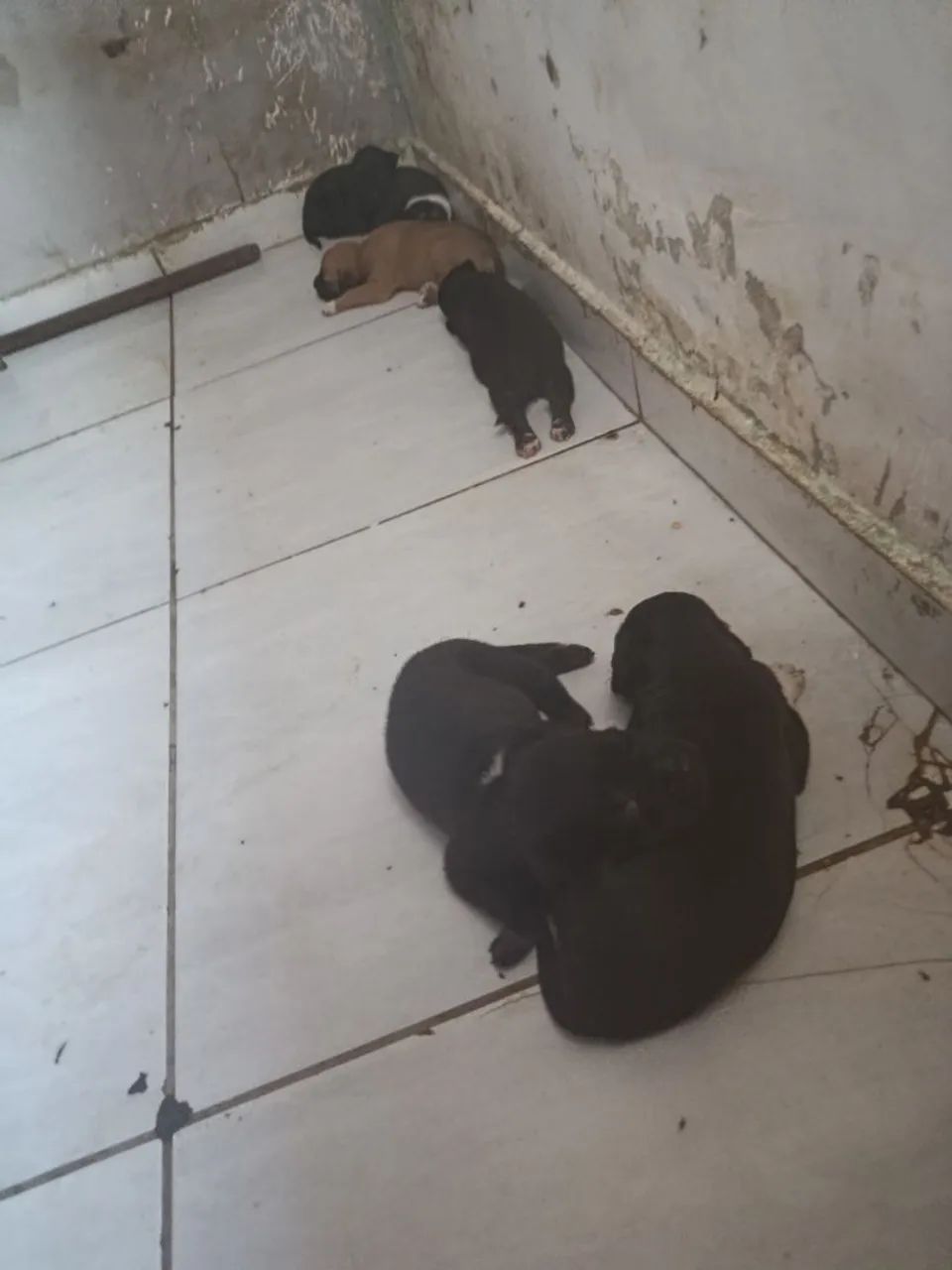 Pitbull 
