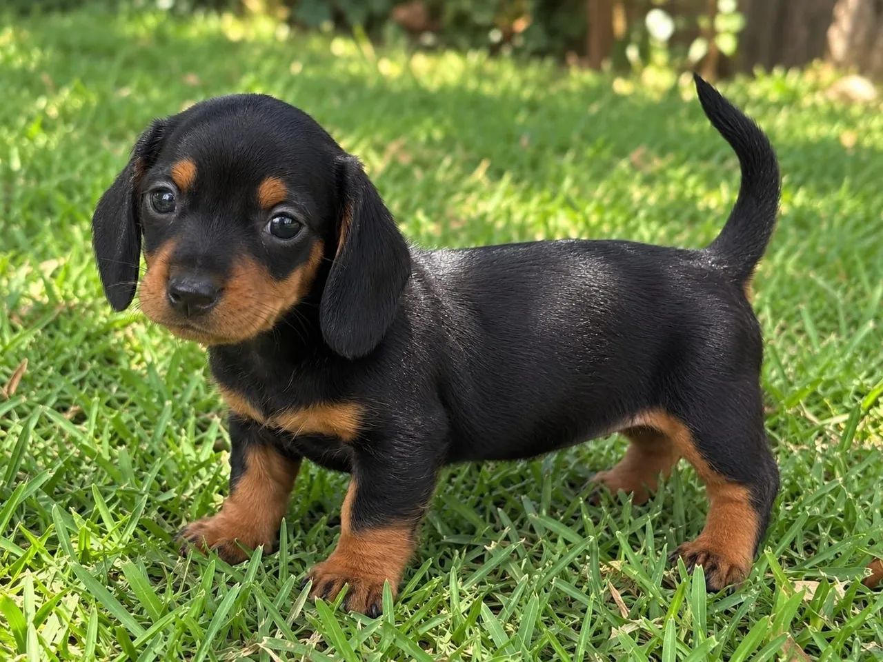 Macho dachshund para reserva  - Foto 2
