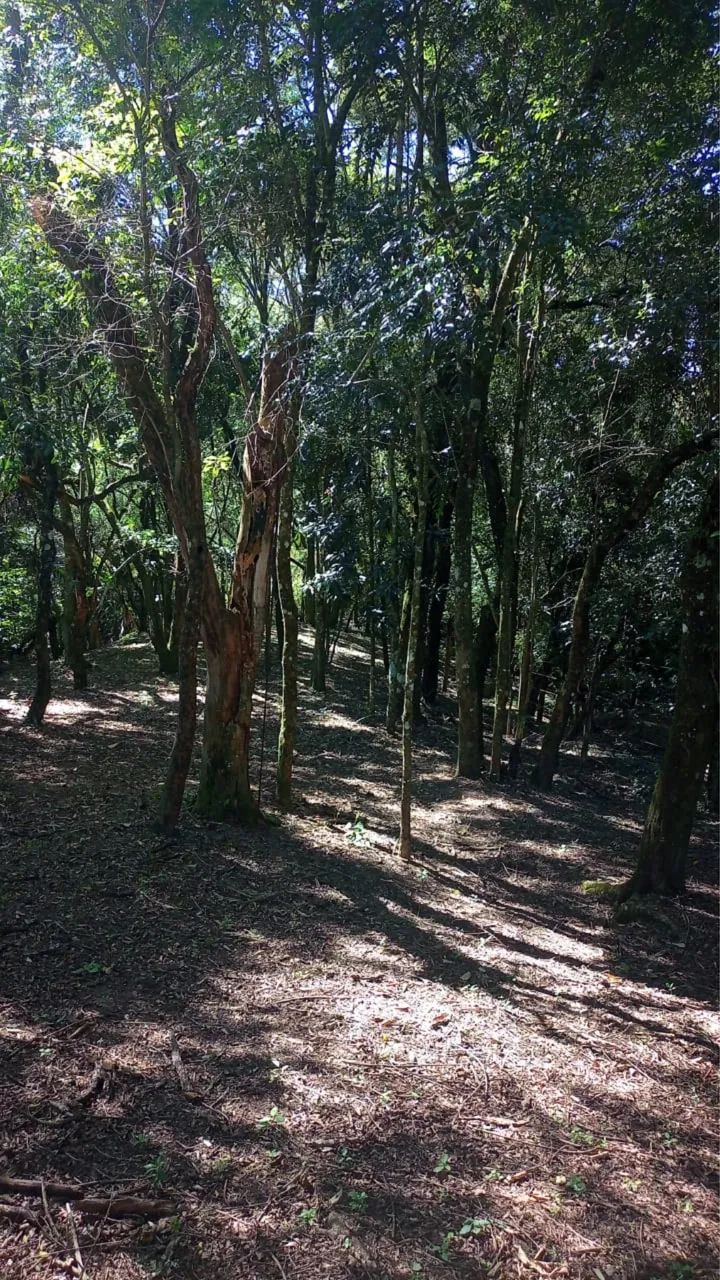 Casa em piedade  - Foto 2