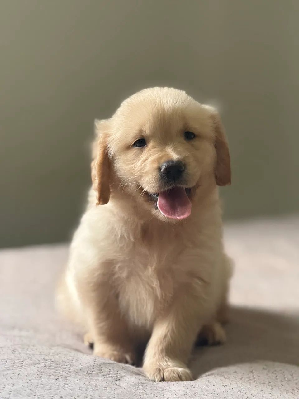 GOLDEN RETRIEVER  - Foto 4