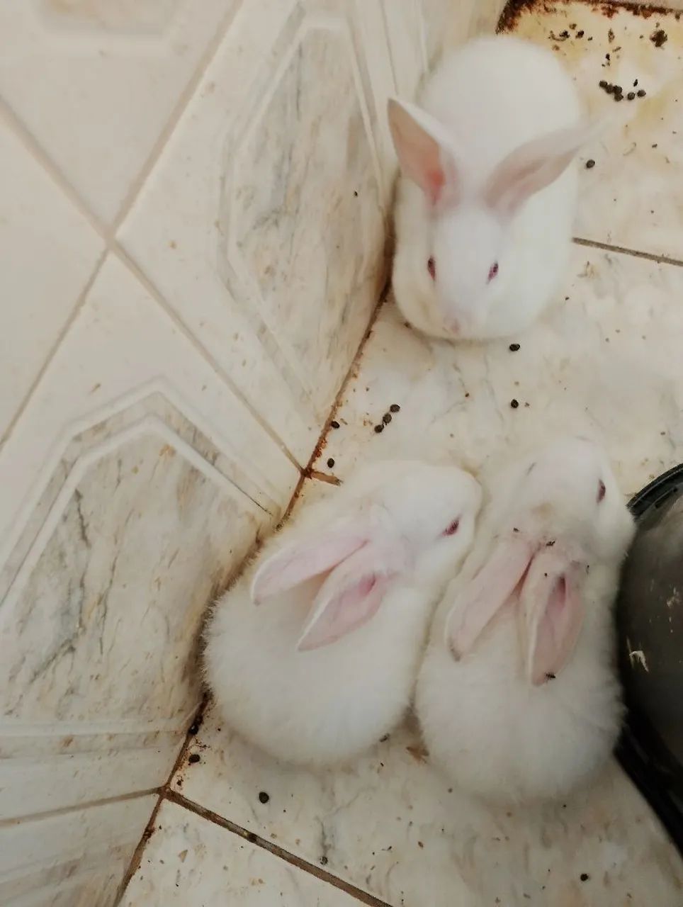 Coelhos 