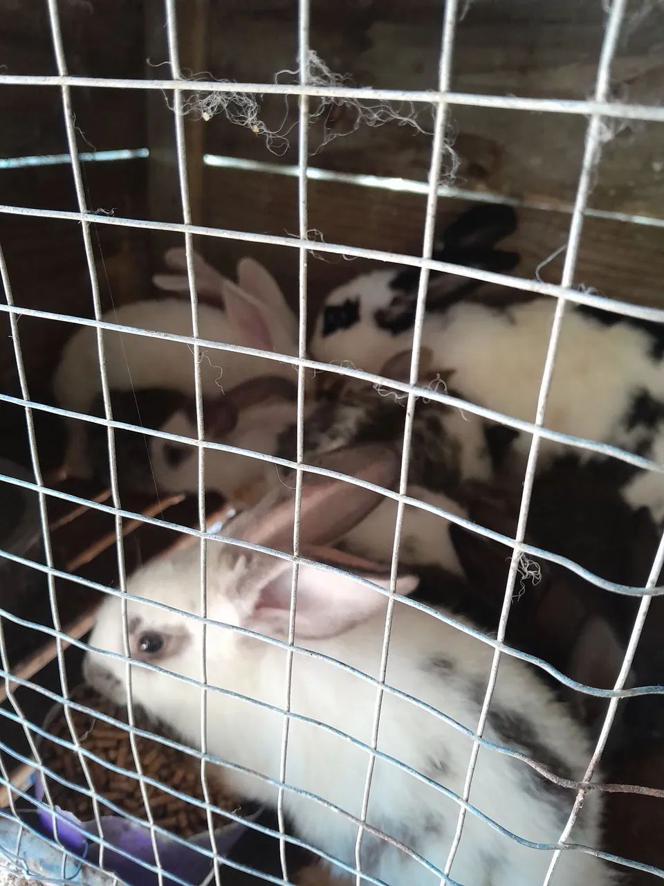 Coelho gigante - Foto 2