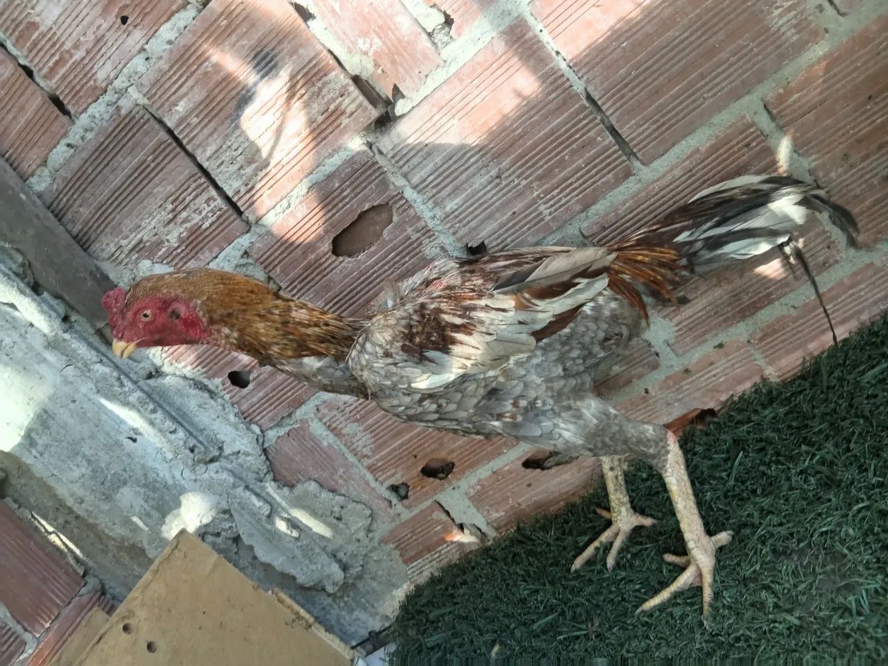 Frango indiano - Foto 3