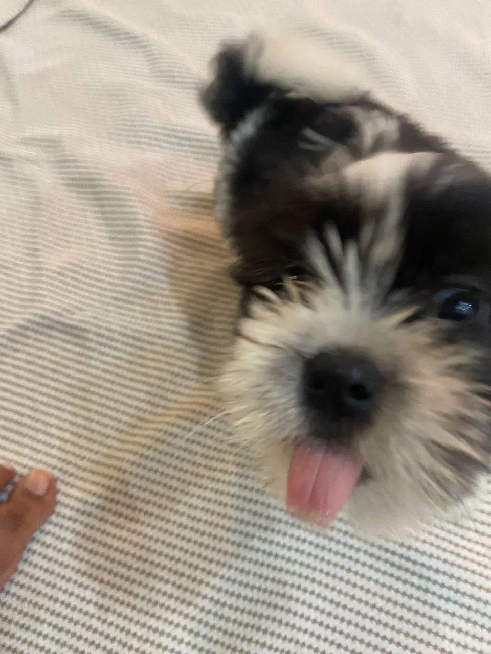 Cachorro Shitzu 700$ - Foto 2
