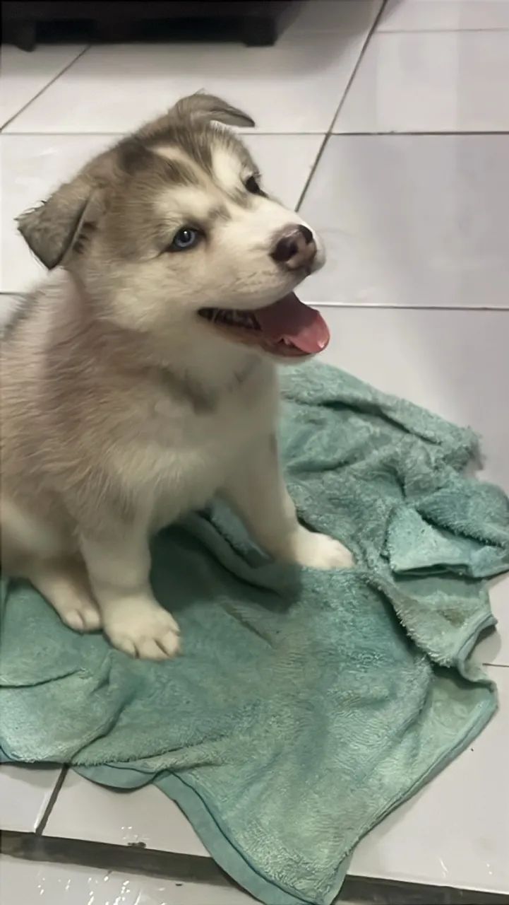 Husky - Foto 2