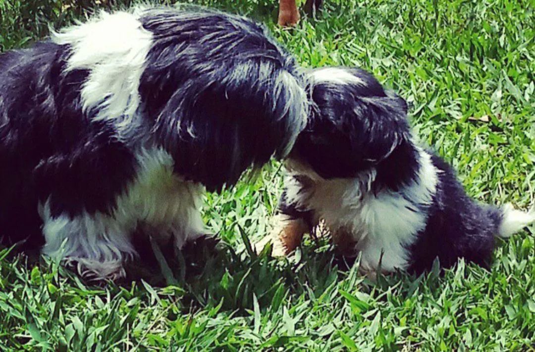 Shih tzu fêmea última da ninhada  - Foto 4