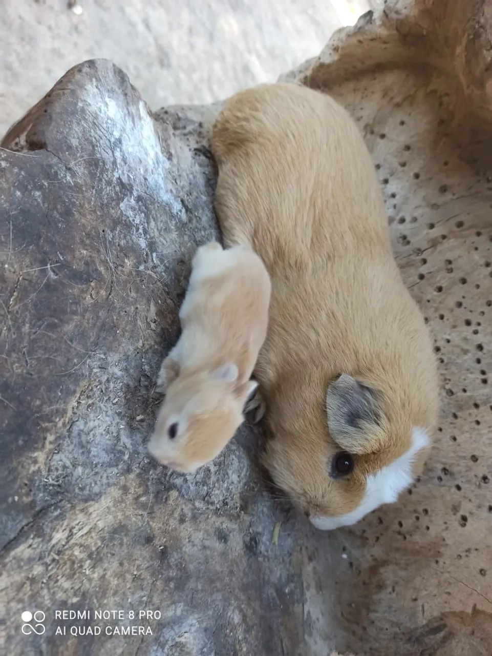 Animais  - Foto 3