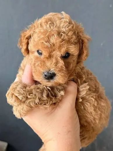 Poodle com lindas exemplares 