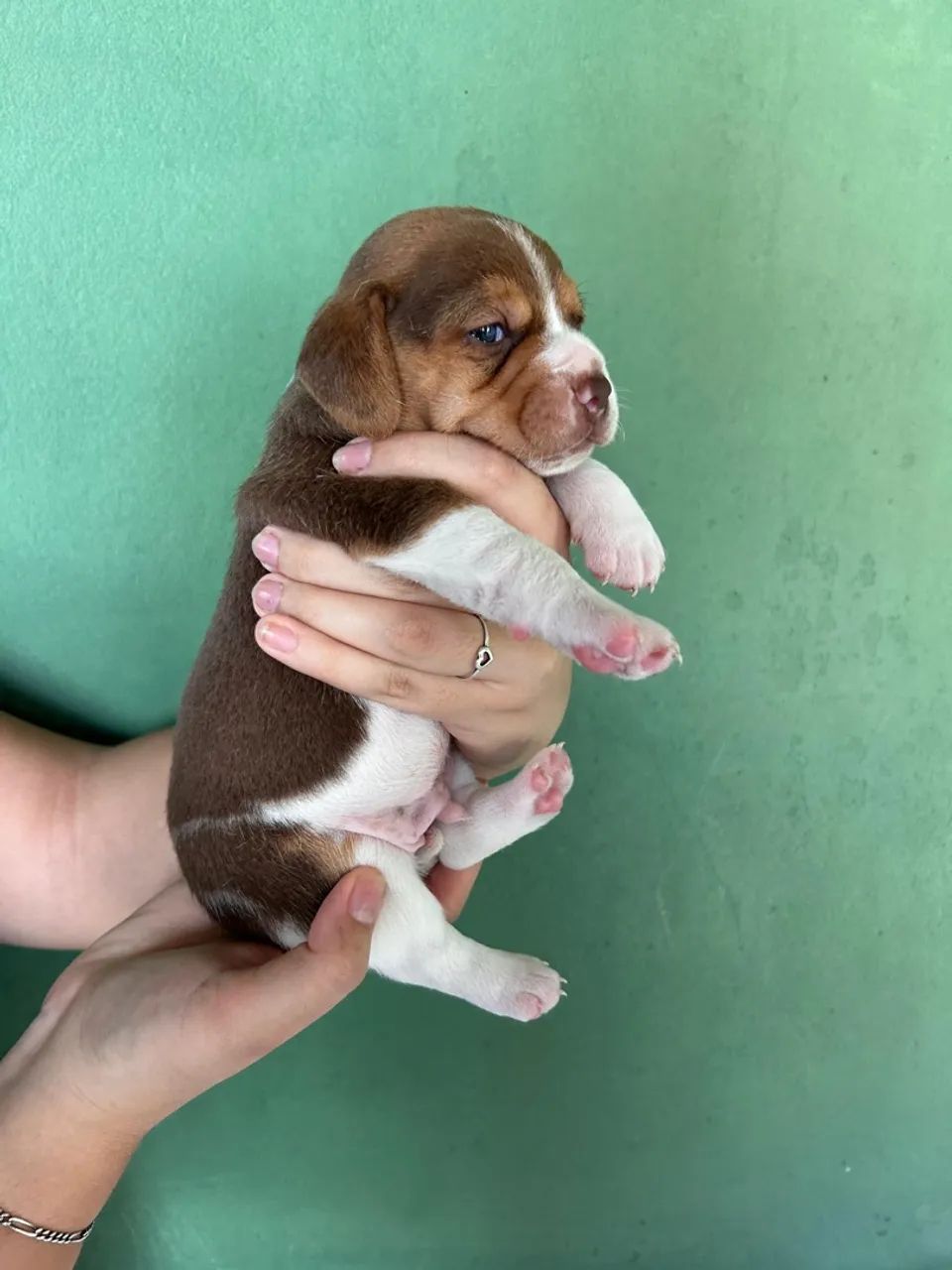 Beagles machos 13 polegadas ! - Foto 4