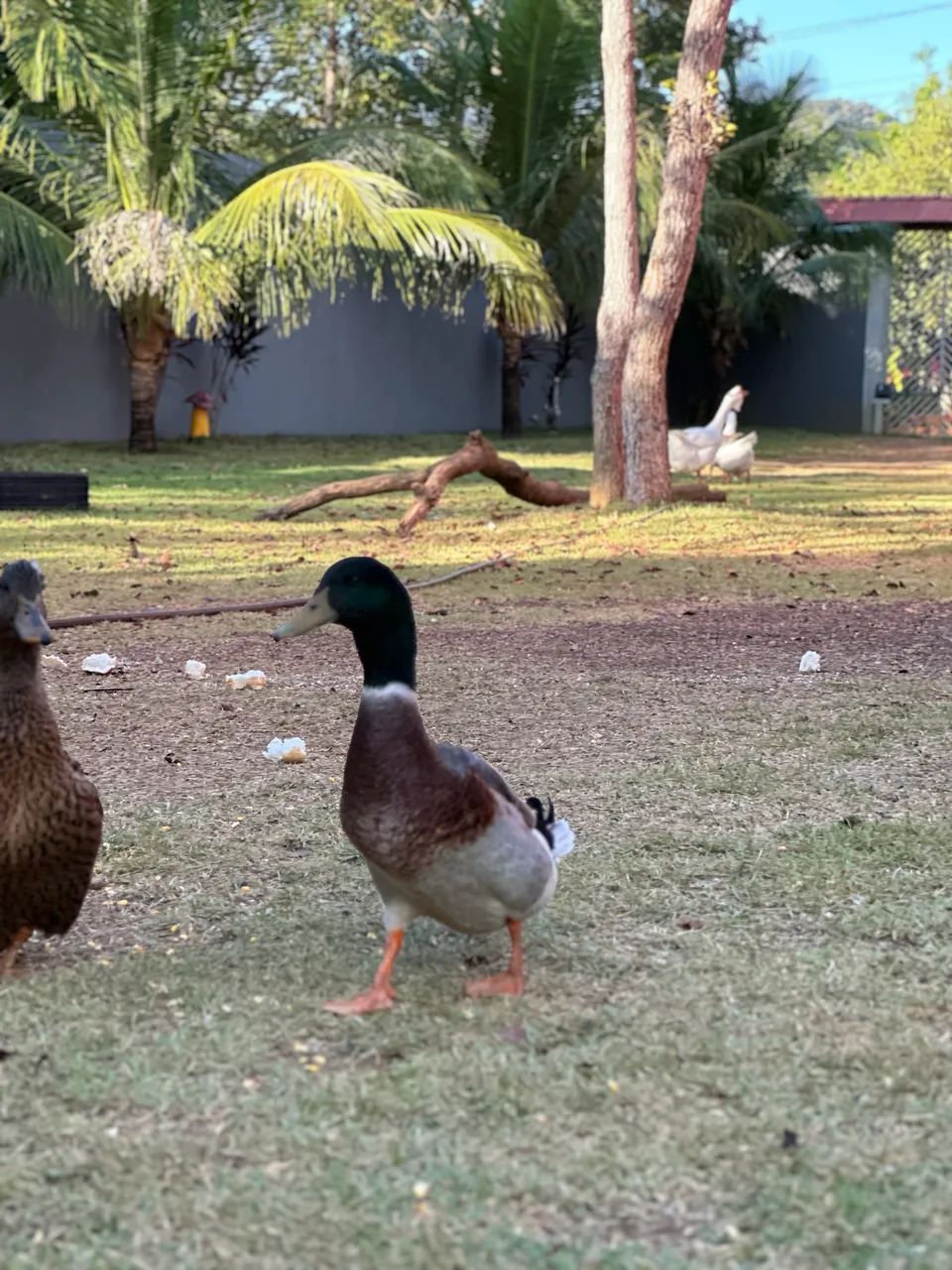 MARRECO PEQUIM E POMPOM A VENDA  - Foto 2
