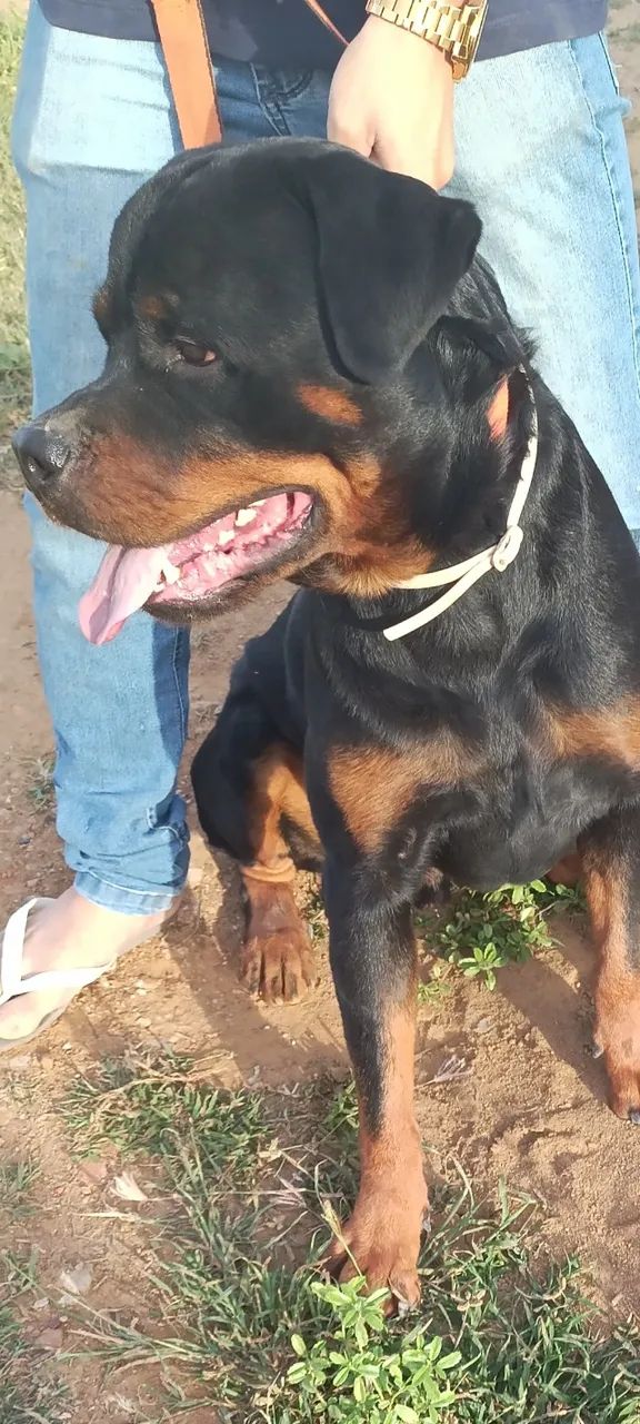 Filhotes de rottweiler  - Foto 2