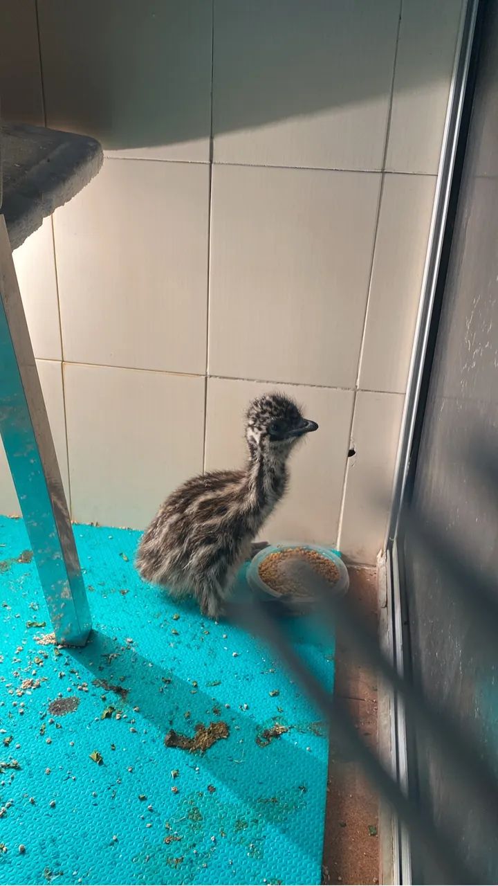 Emu Australiano - aves - ganso - galinha