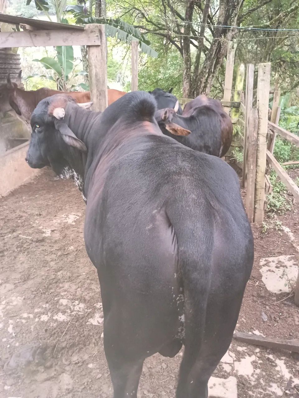 Vacas  - Foto 4