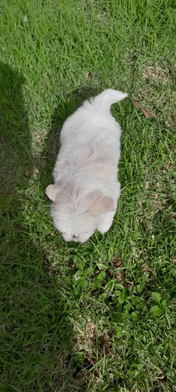 Shih-tzu filhote macho - Foto 2