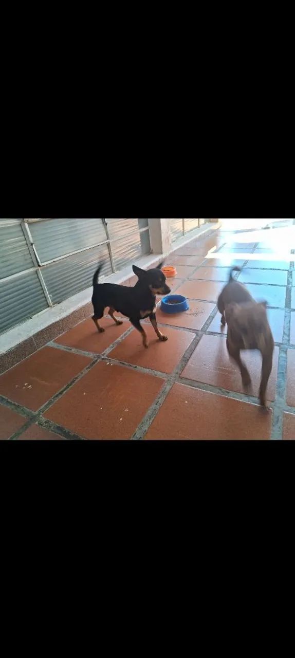 Pinscher machinho  - Foto 3