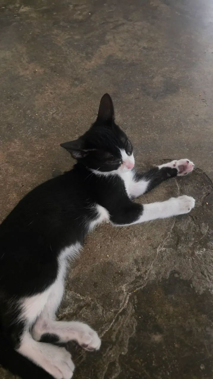 Doação de gatinhos - Foto 3