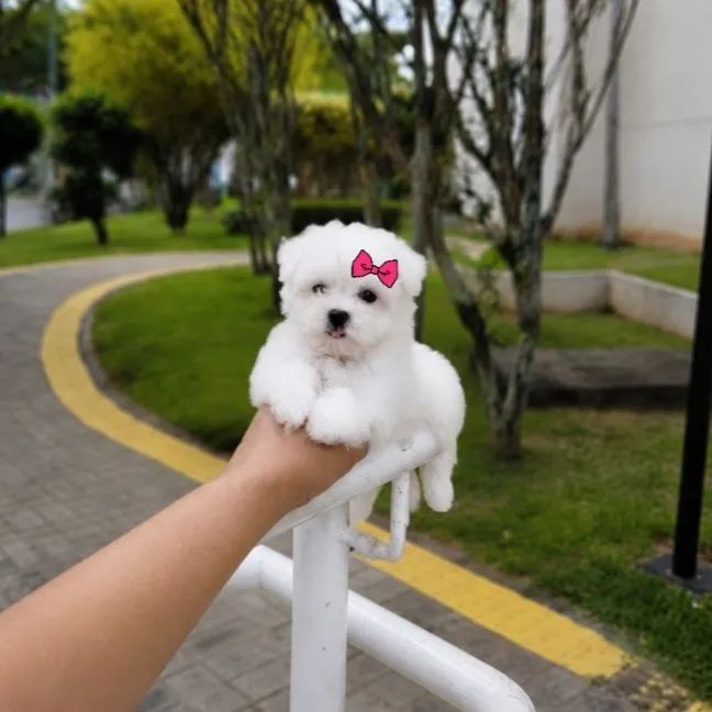 Maltês Micro Legítimos com Pedigree  - Foto 4