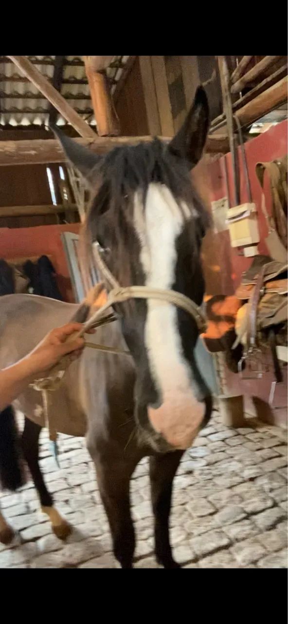 Cavalo Crioulo - Foto 2