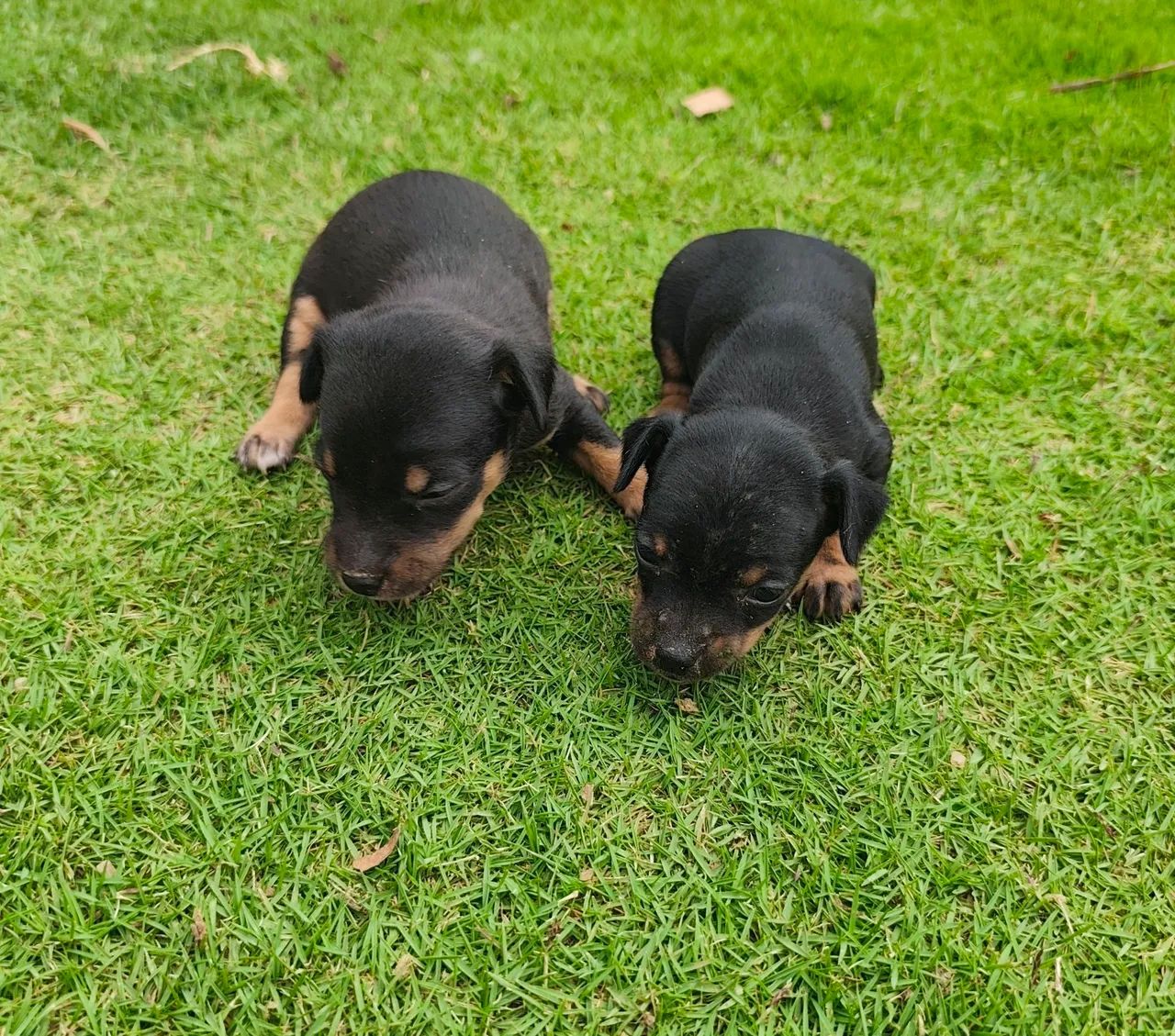 Filhotes de pinscher 1 
