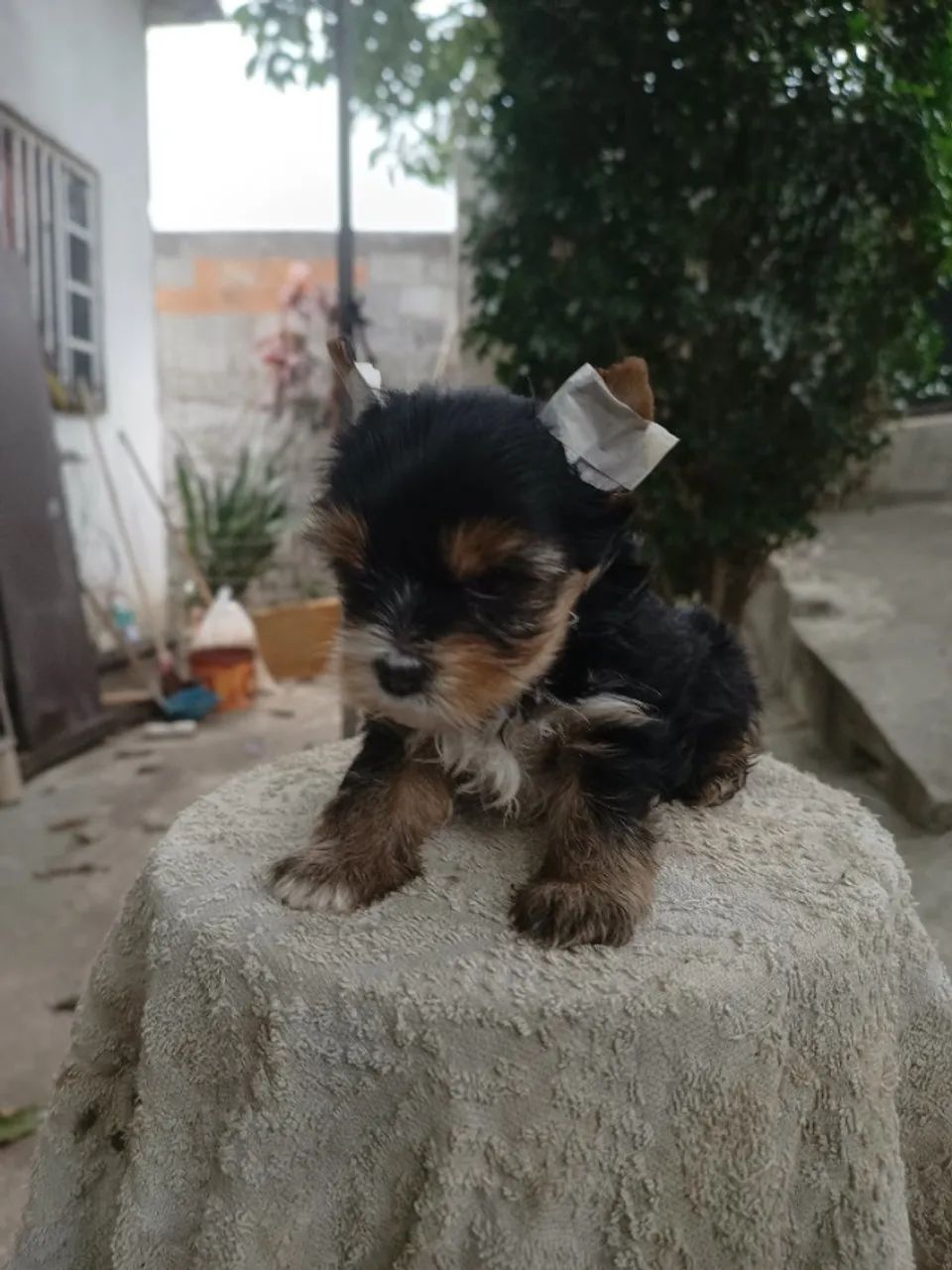 Mini yorkshire macho 