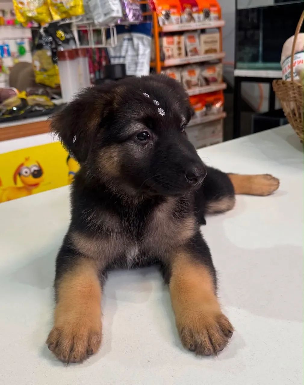 Animais de estimação 