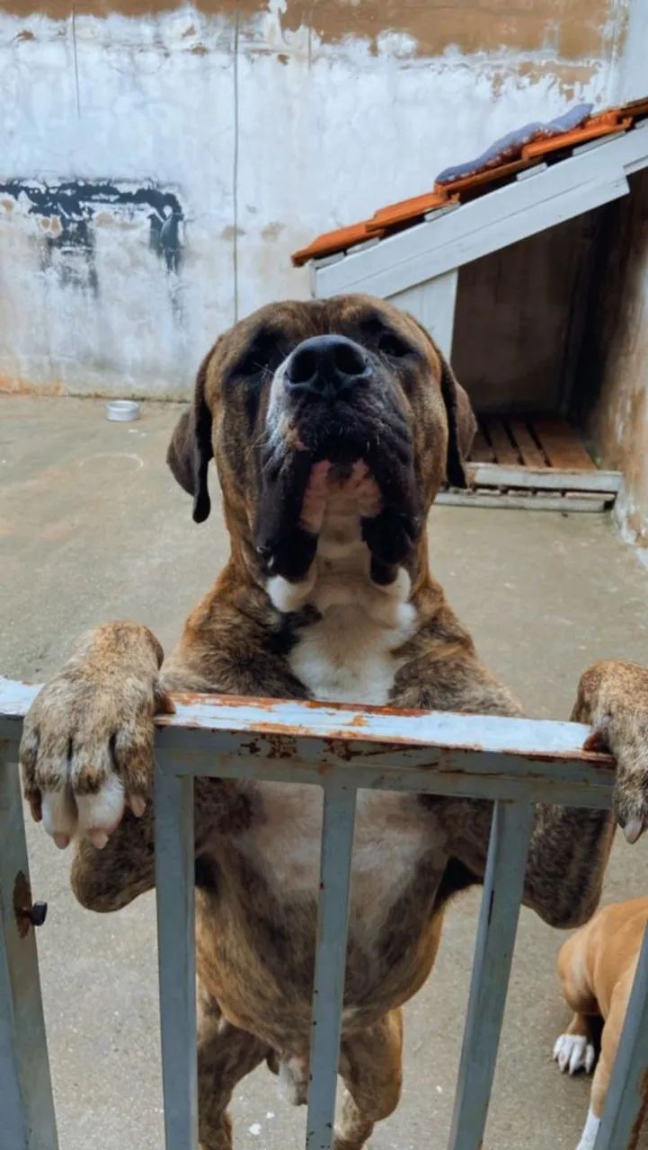 FILHOTES PITBULL - Foto 2