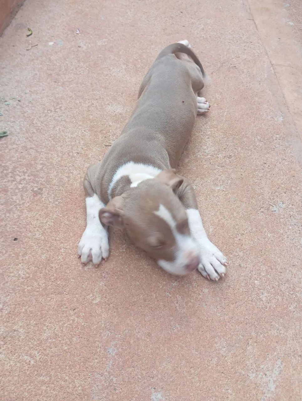 Pitbull APBT  - Foto 3