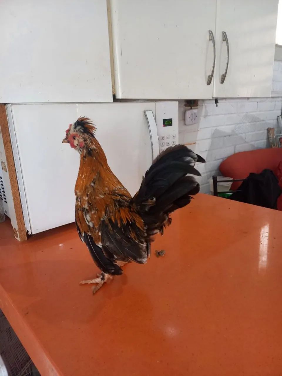 Garnizé mil Flôres  - Foto 2