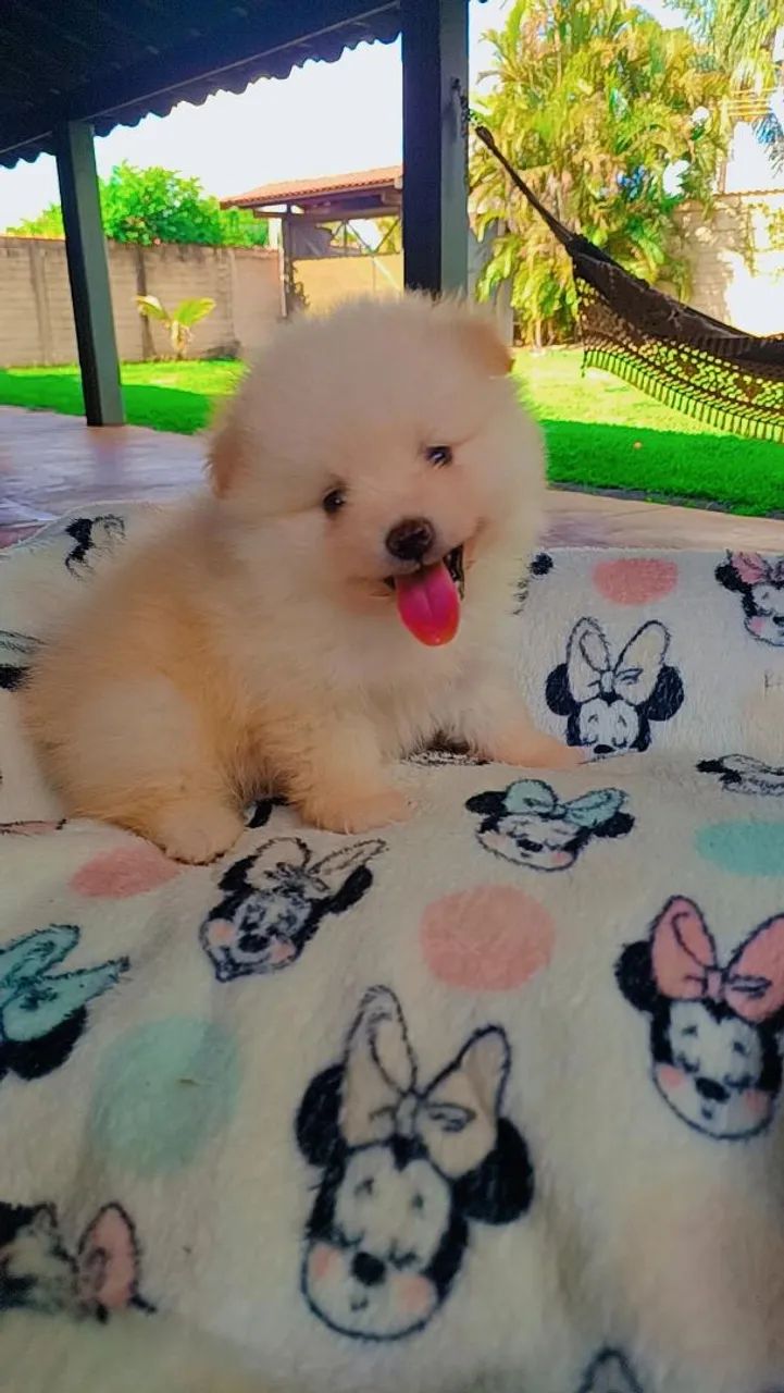 Spitz alemão  Macho
