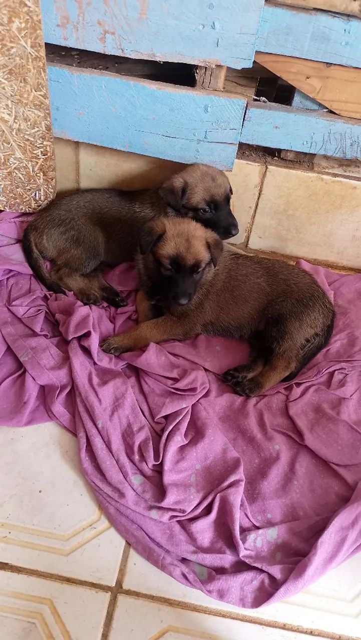 Pastor malinois 