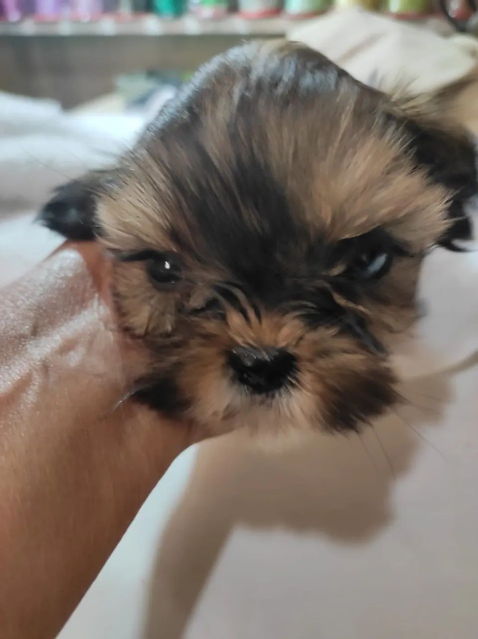 Vendo cachorro  - Foto 2