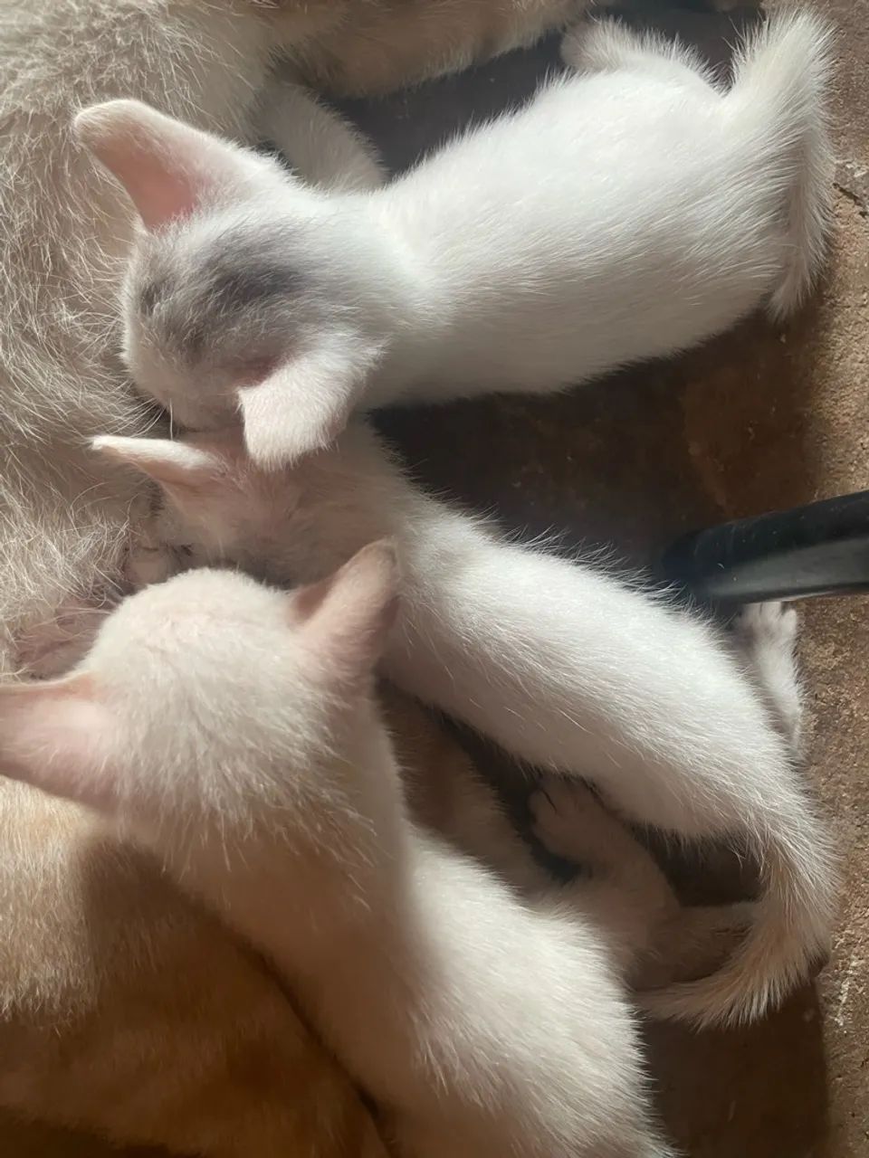 Gatos