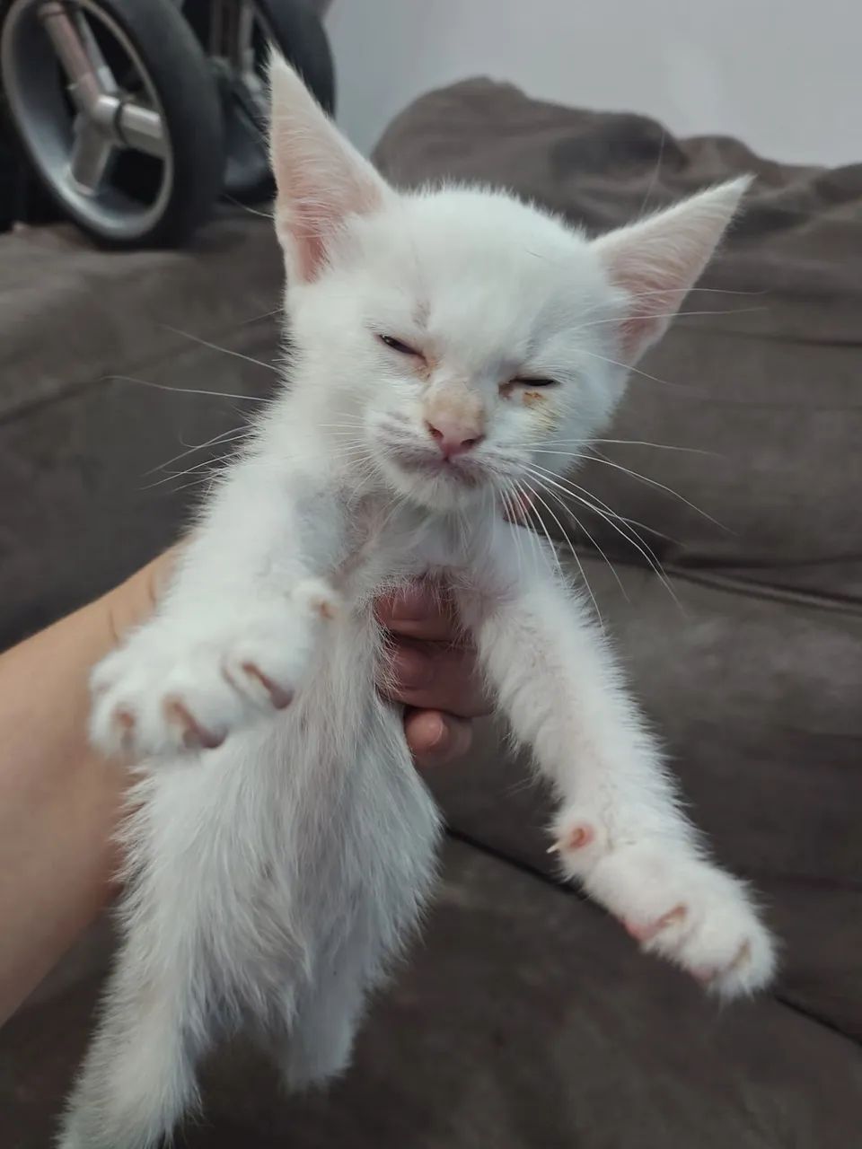 Doação de gato - Foto 2