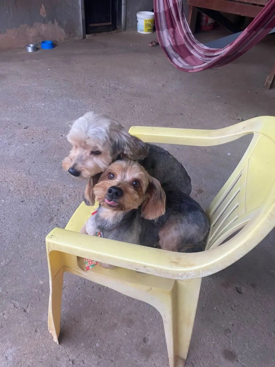 Doacao cachorro