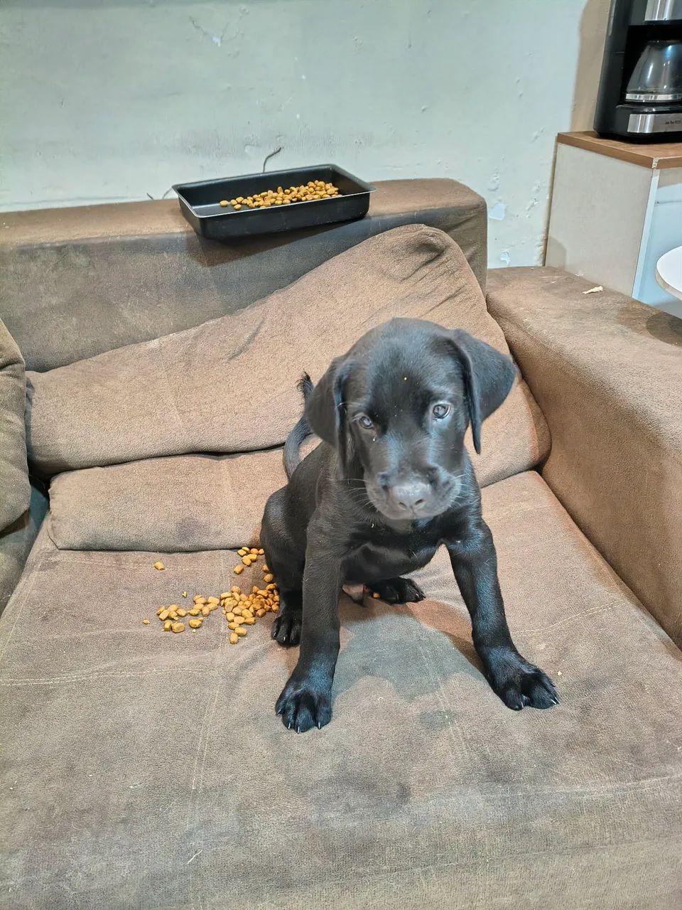 Labrador retriever  - Foto 3