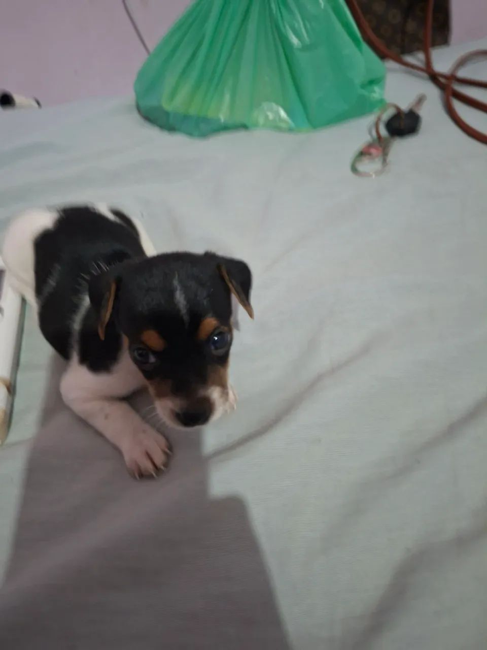 PINSCHER MACHO  - Foto 2