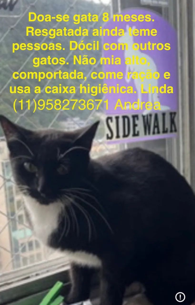 Gata preta e branca para adoção 