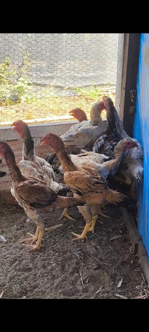 Frangas e frangos índio gigante  - Foto 3