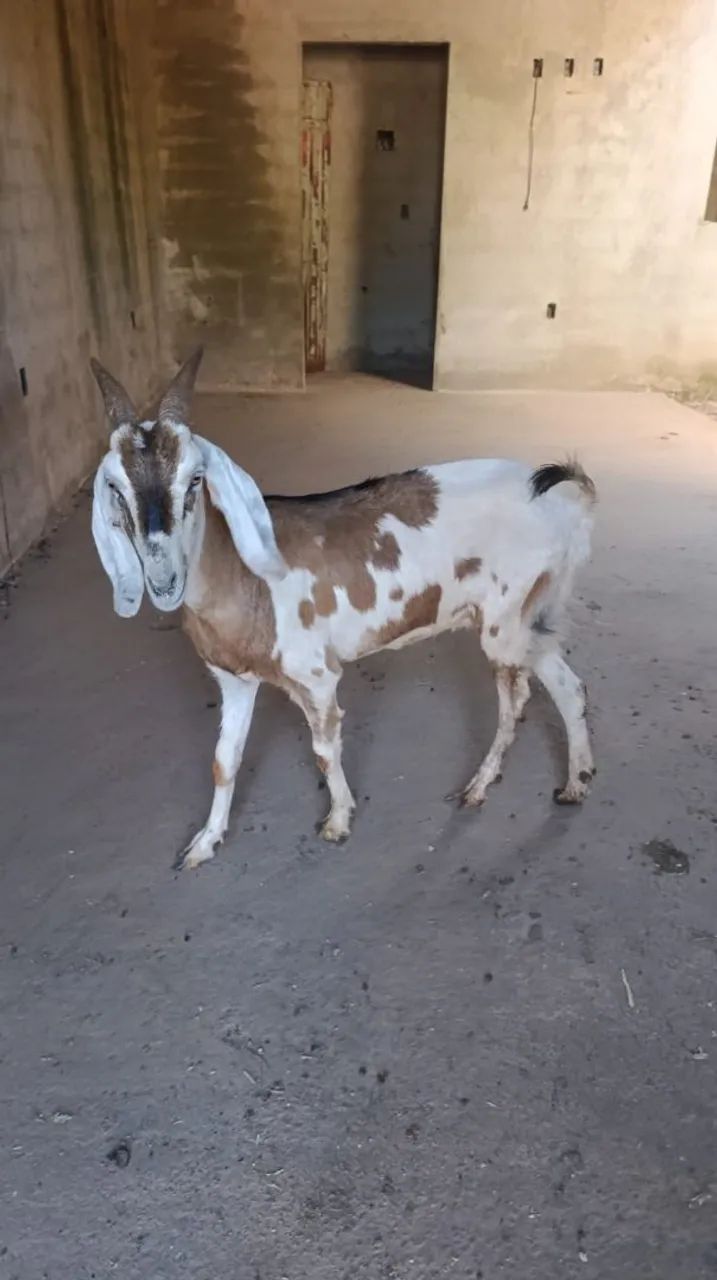 Cabras e cabritos  - Foto 4