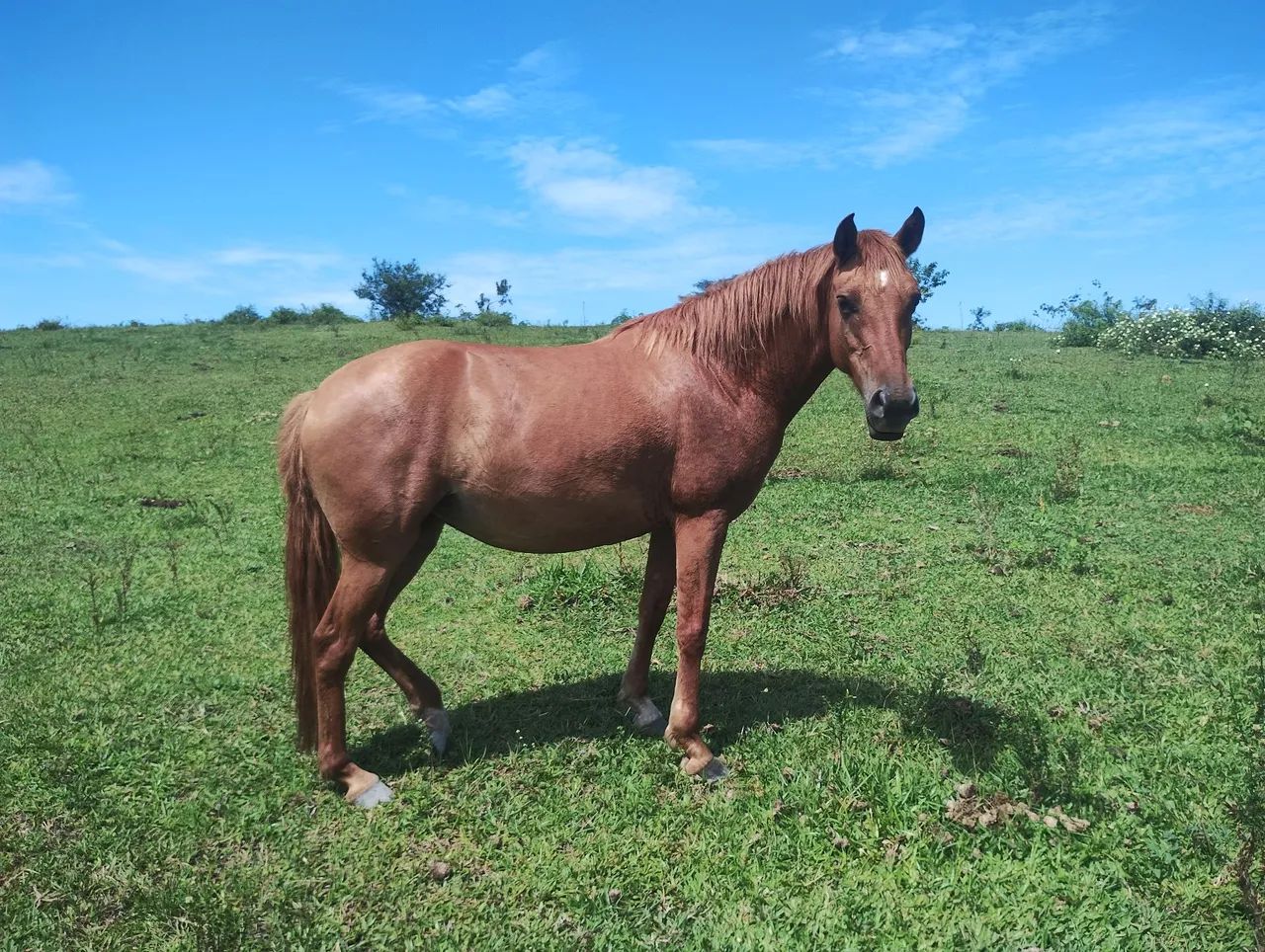 Cavalos puros de origem a venda - Foto 3
