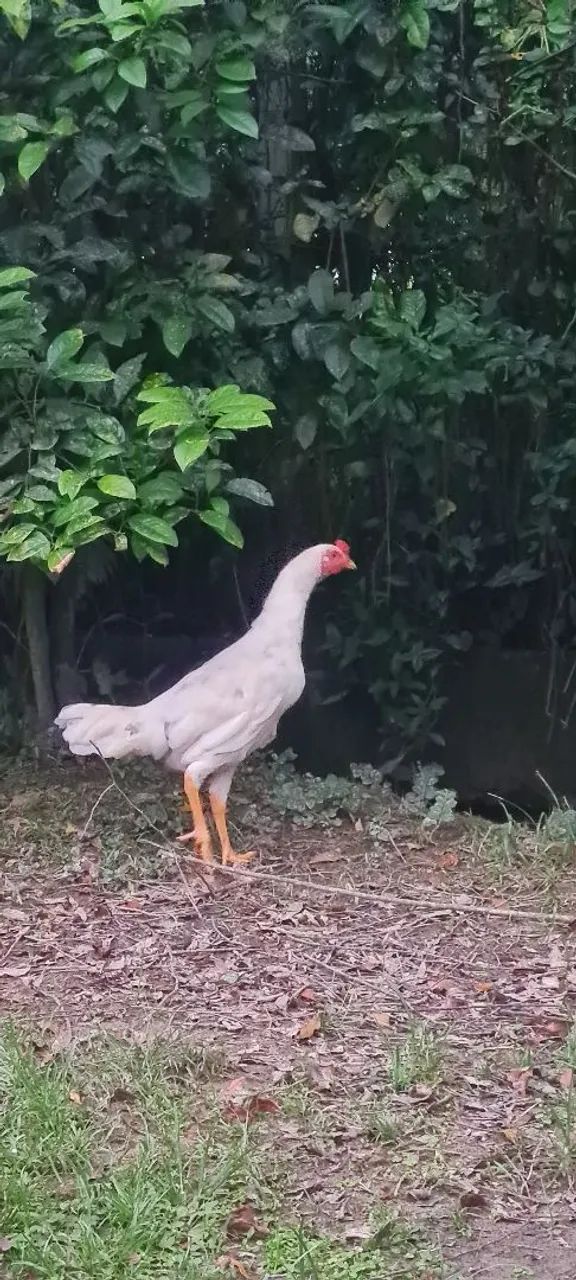 Frangos 8 meses 